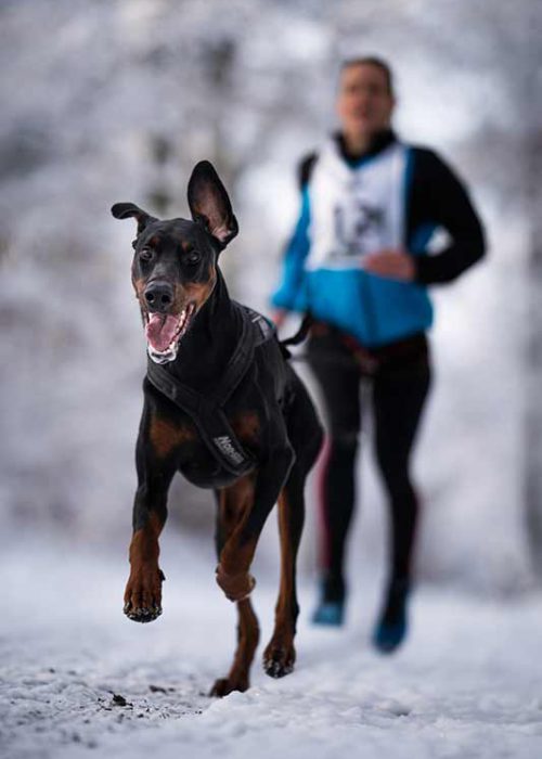 HundesportClub5